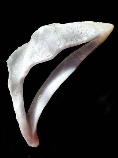 Vital momentum Pascal Hardy - Subjektiv.art