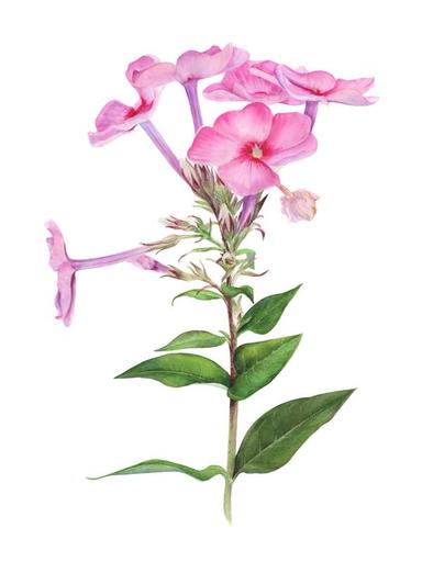 Pink summer phlox flower Viktoriia Kolesnykova - Subjektiv.art