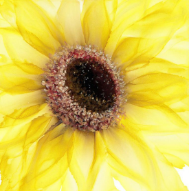 Sunflower of Peace by Kimberly Deene